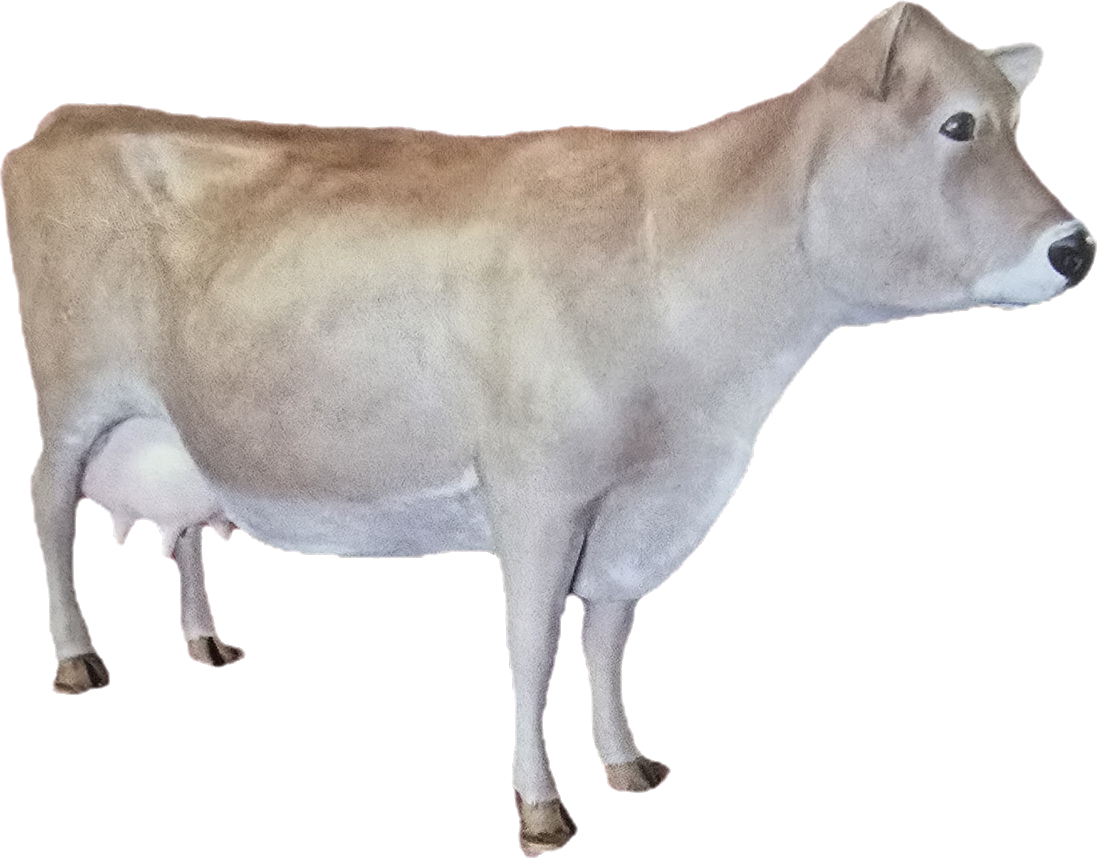 Milk Cow without Horns - Backyard Buddies