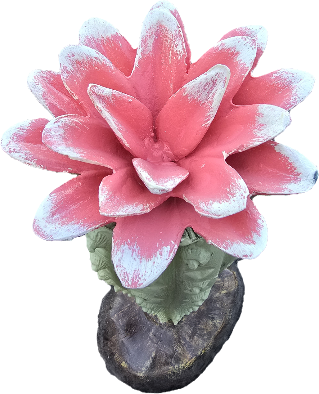 Cactus with Flower