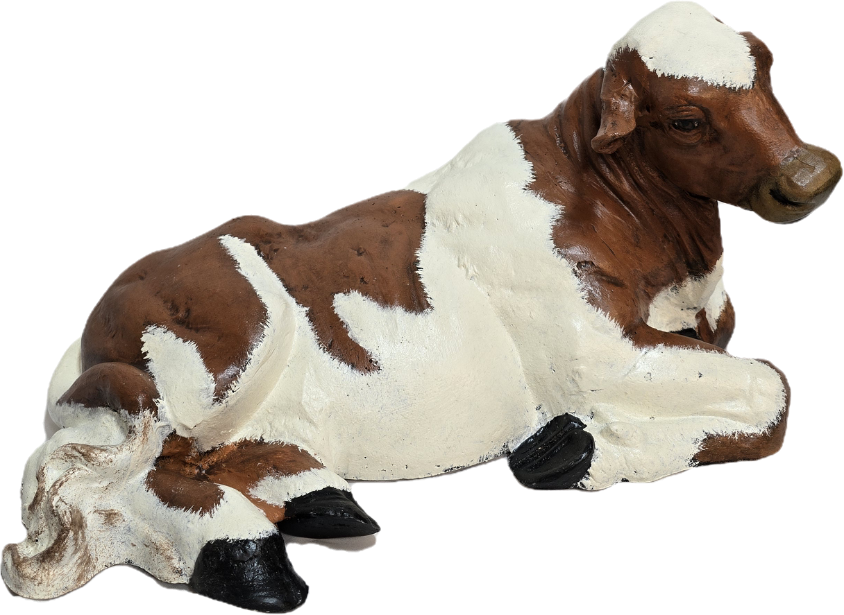 Small Laying Down Calf No Horns