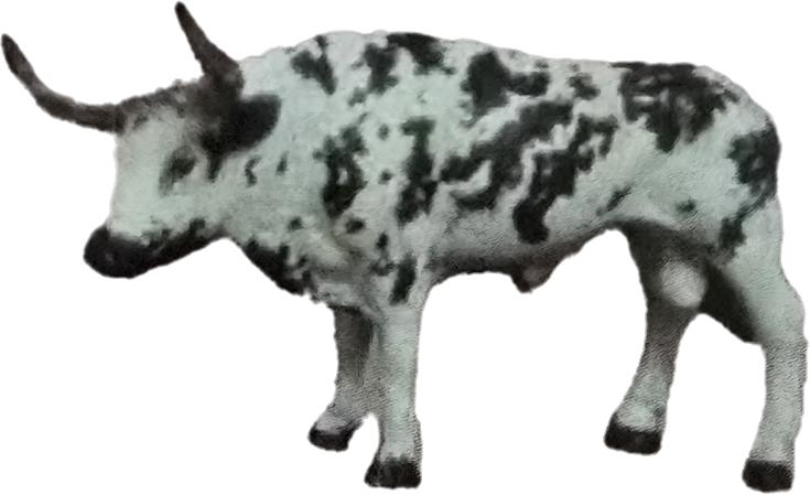 Tiny Longhorn - Backyard Buddies