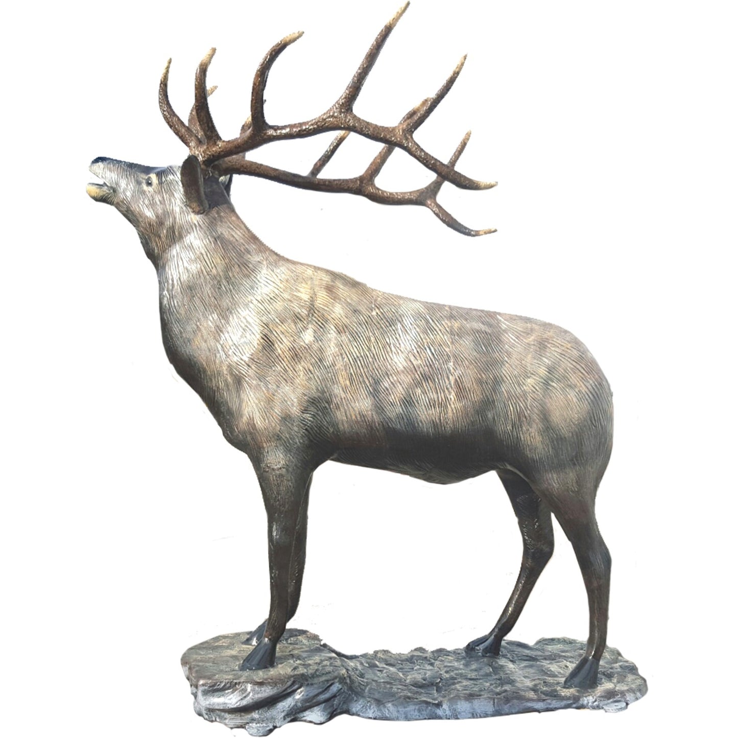 Mountain Elk on Base