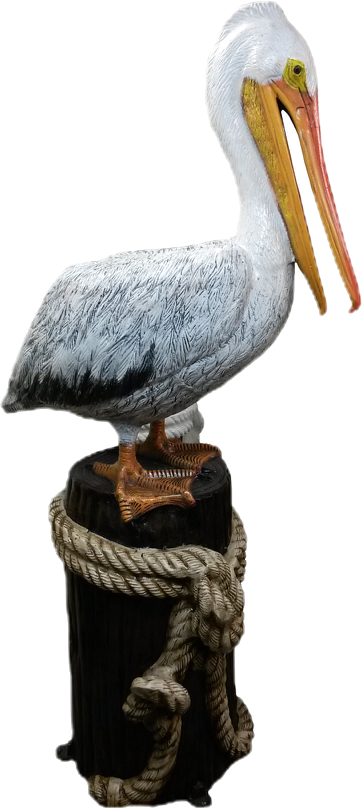 Large Pelican on Stump