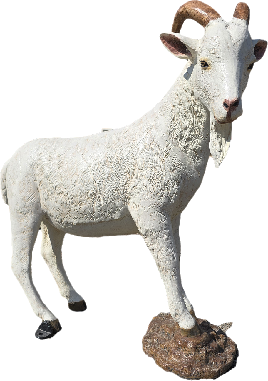 Goat on Rock