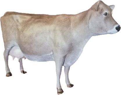 Milk Cow without Horns - Backyard Buddies