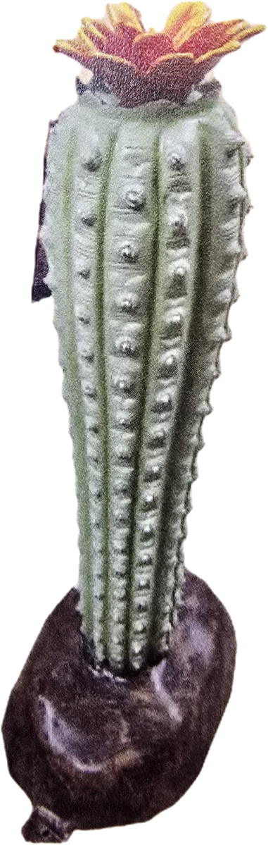 Cactus with Flower