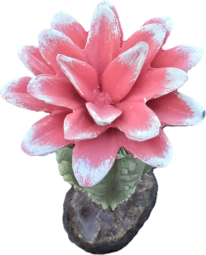 Cactus with Flower