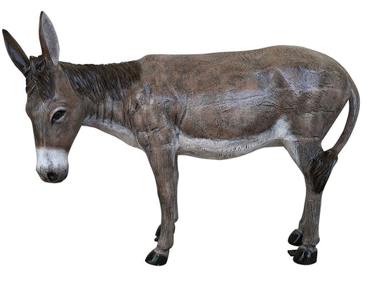 Turned Head Burro