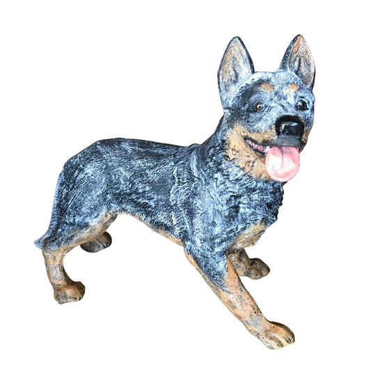 Australian Cattle Dog