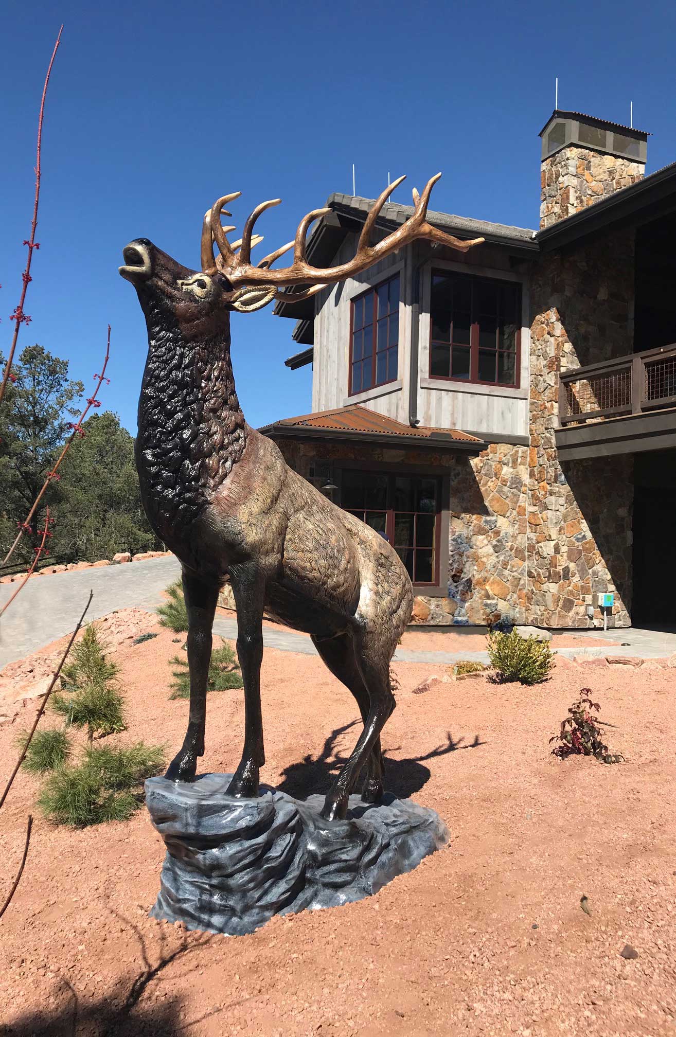 Elk on Rock Head Straight (Natural Color)