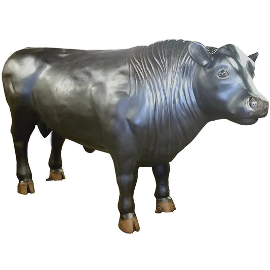 Angus Bull