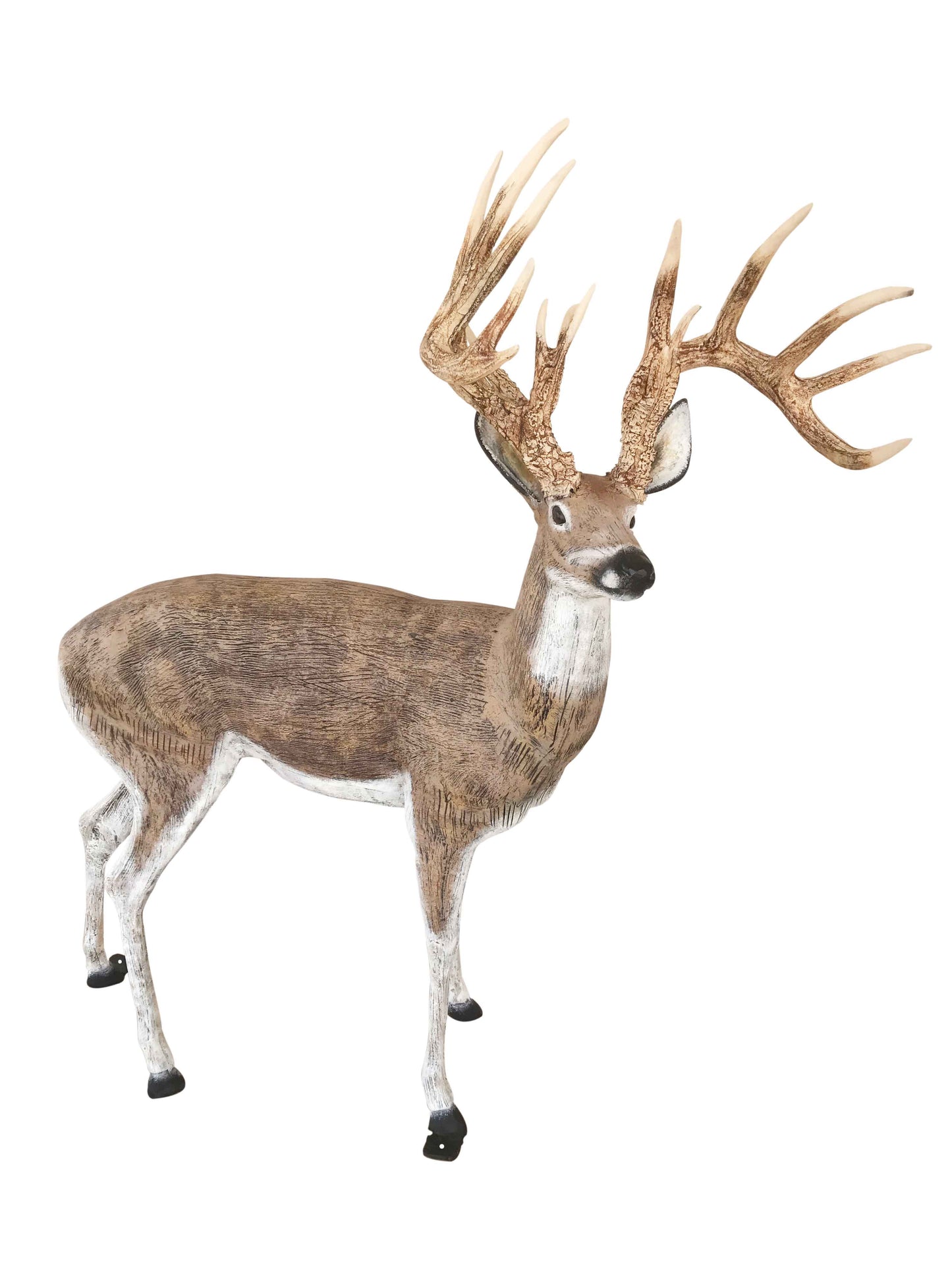 White Tail Buck