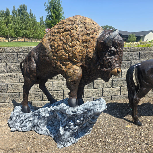 Medium Buffalo on Rock