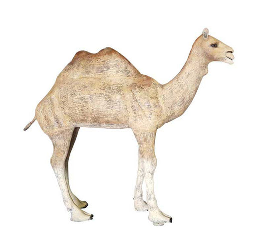 Two Hump Camel