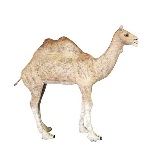 Two Hump Camel
