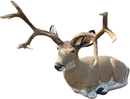 Laying Down Buck