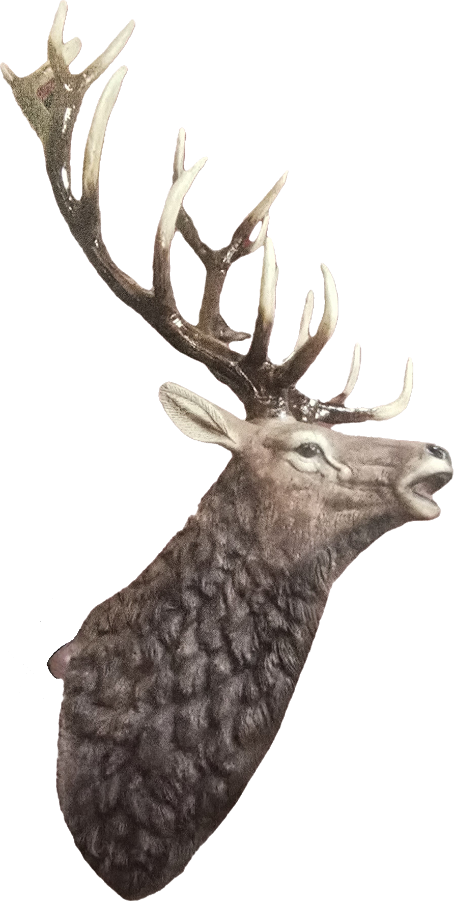 Elk Wall Mount