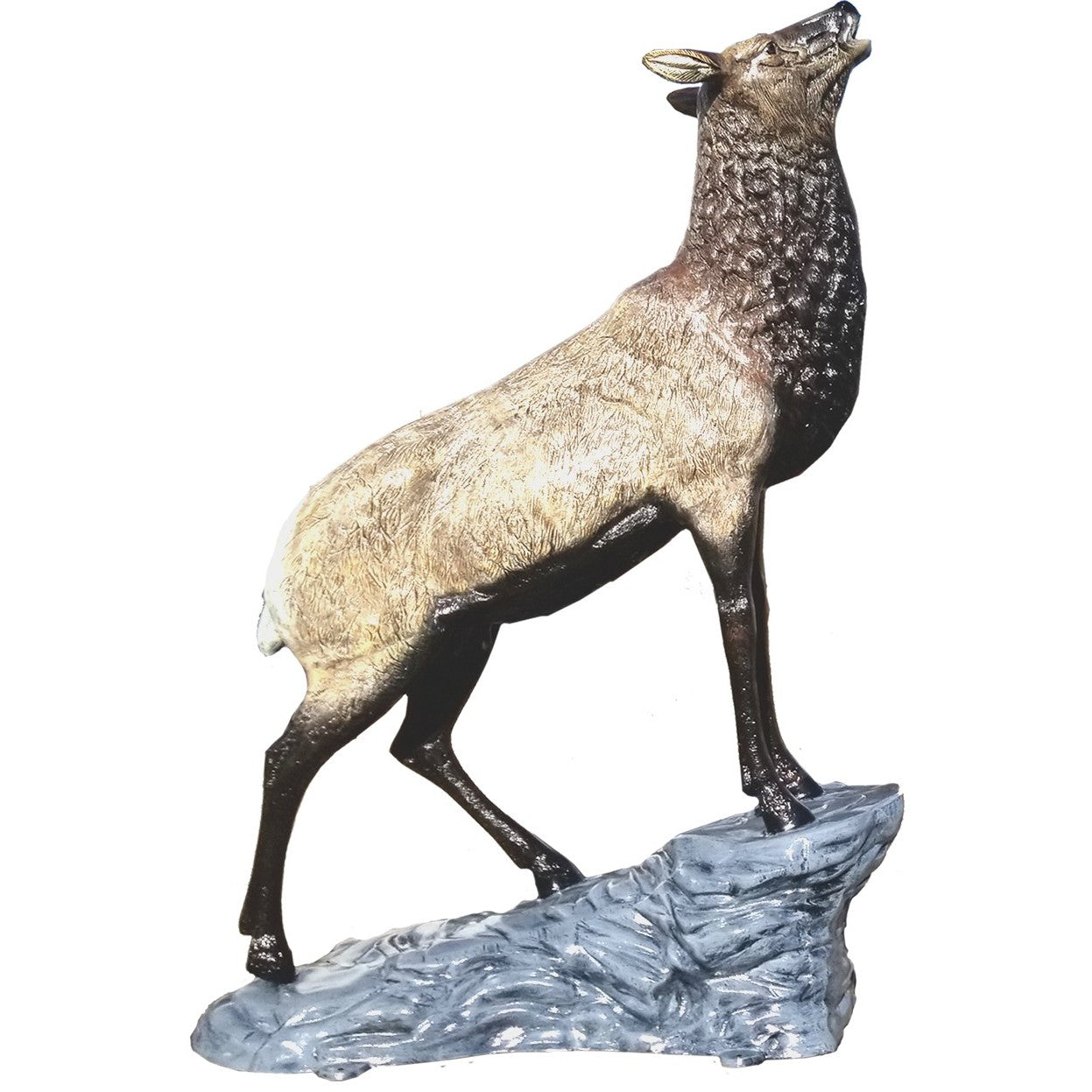 Elk Cow on Rock