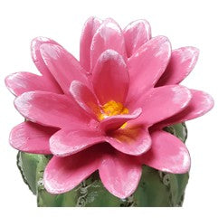 Cactus with Flower