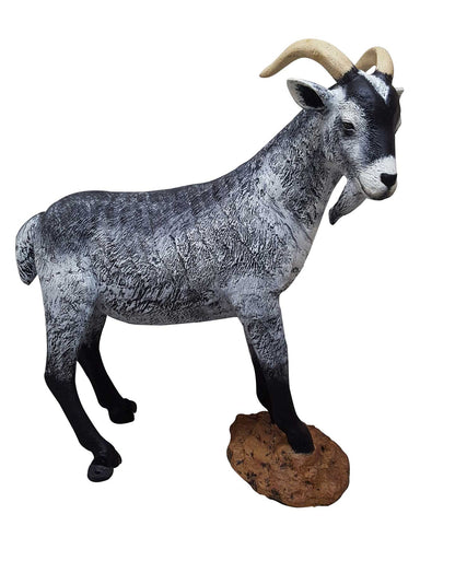 Goat on Rock