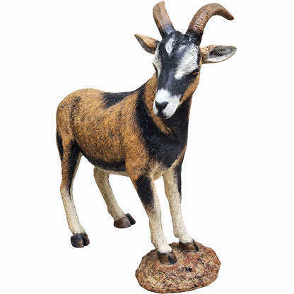 Goat on Rock