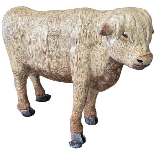Highland Cow no Horns