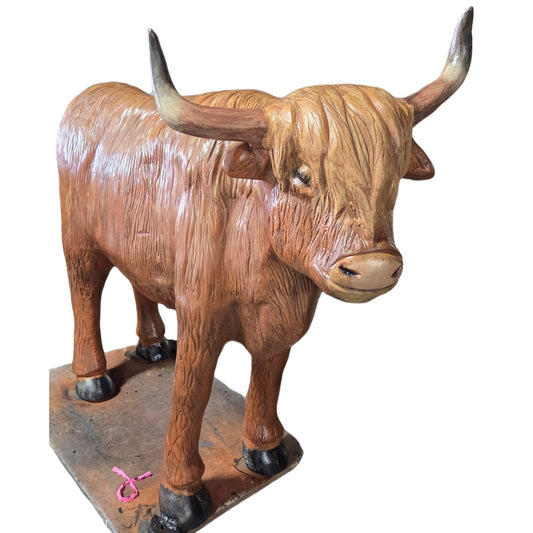 Highland Cow with Horns