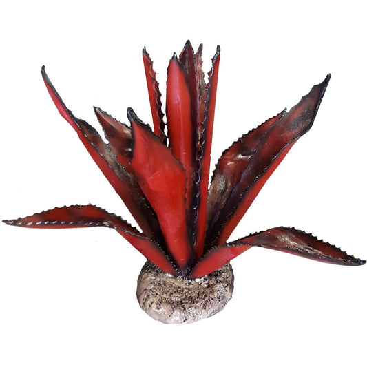 Large Agave