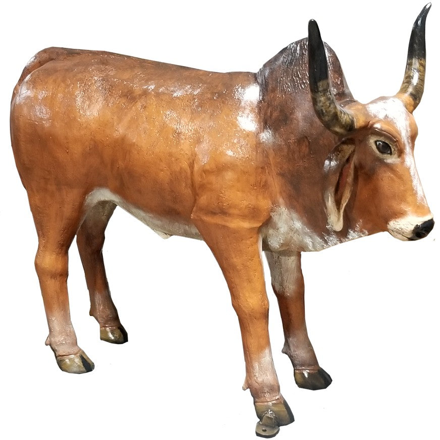Medium Brahma Bull