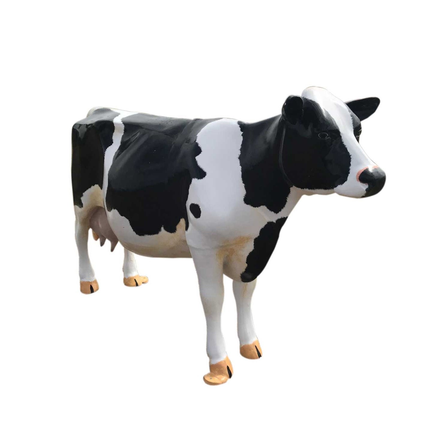 Milk Cow without Horns