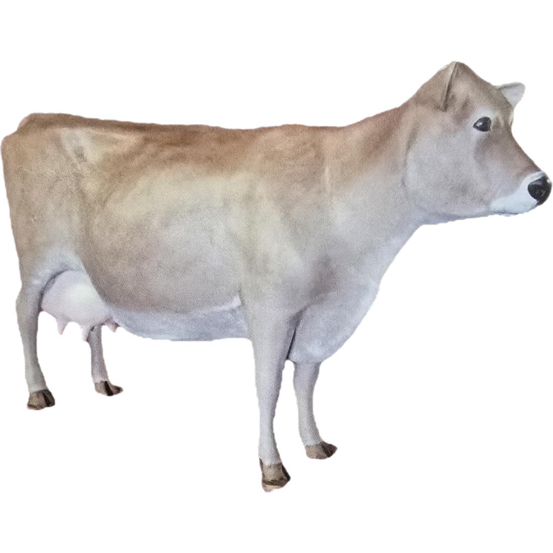 Milk Cow without Horns