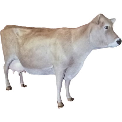 Milk Cow without Horns