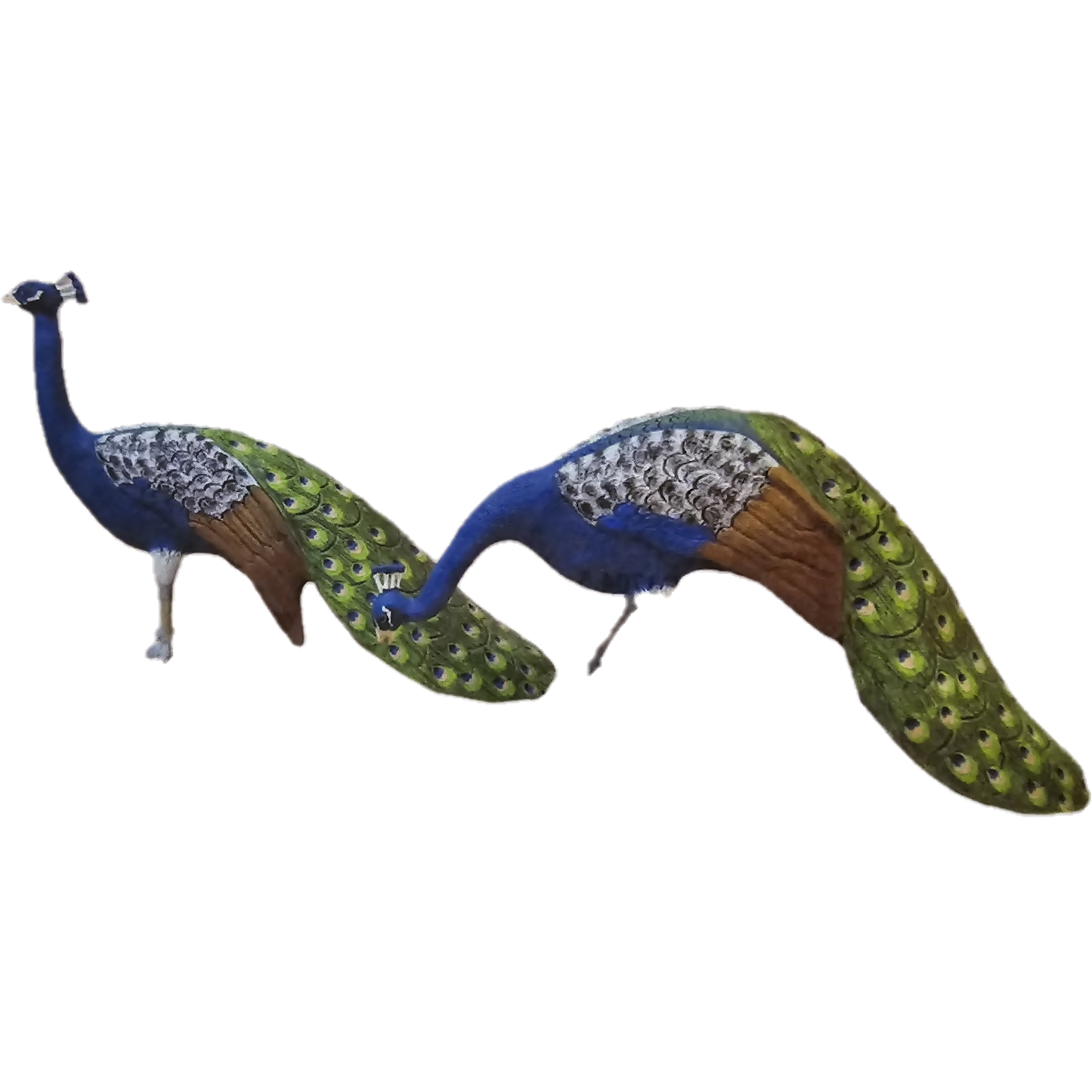 Peacock Head Up or Down