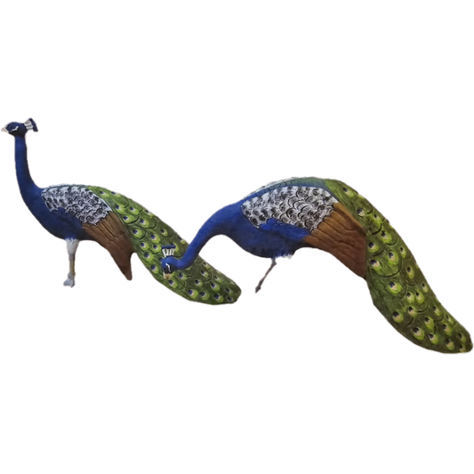 Peacock Head Up or Down