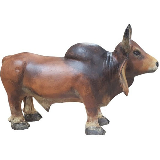 Small Brahma Bull