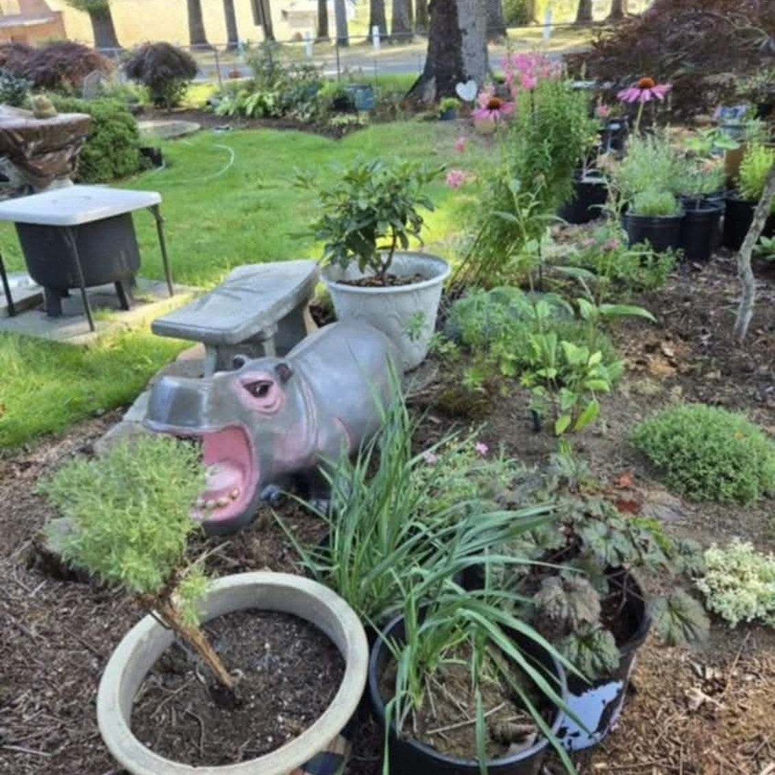 Cast aluminum small hippo with gray and pink coloring placed in a garden